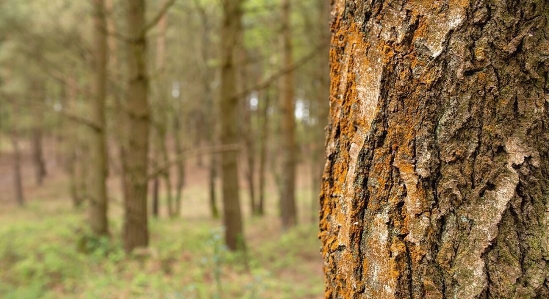 Lumière sur bois